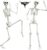 Life-Size Posable Skeleton, 5.9 Ft