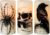 Glowing Skull Candles (Timer)